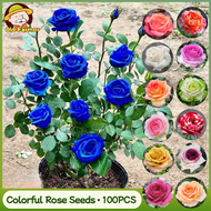 100% Original Colorful Rose Seeds for Planting Flowers (Fast Growing Seeds - 100pcs) Home Potted Ros