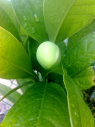 MDC- Anak Pokok Cempaka Telur / pokok bunga wangi fragrant / pokok bunga warna putih flowers Anak Po