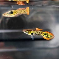 (Pair)Red Tiger Endler  / Guppy / Fish