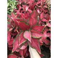 Aglaonema Red Garuda Wln