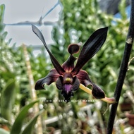 tanyakan dulu plantnya Anggrek Dendrobium Black mamba original