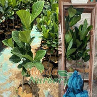 BIBIT NANGKA MADU, NANGKA MERAH CEPAT BERBUAH