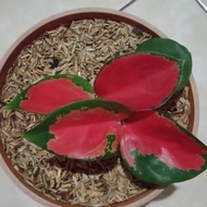 ~[Dijual] Bibit Unggul Tanaman Hias Aglonema Suksom Jaipong ~