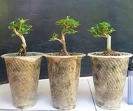 bahan bonsai sancang mame