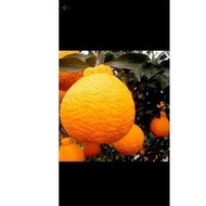 bibit jeruk dekopon siap berbunga