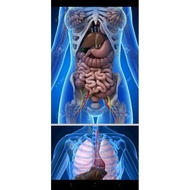 Anatomical Diagram pdf