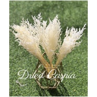 {BEJI} CASPIA DRIED FLOWER FOR DECORATION