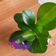 Tanaman hias teplan hijau + pot ukuran 10cm - tanaman jade