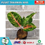 Aglonema Bigpapa Bunga Aglo Big Papa Segar Cantik Mewah Bongsor Tanaman Hias Aglo Kembang