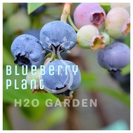 H2O - Blueberry Plant (Vaccinium elliottii)  Pokok Anak Blueberry 蓝莓树苗 Live Plant
