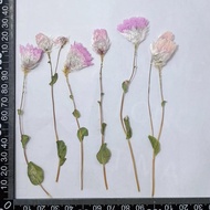 In stock 60pcs Pressed Dried Rhodanthe manglesii Stalk Flower Plant Herbarium For Jewelry Postcard I