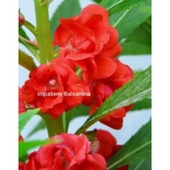 BIJI BENIH BUNGA KEEMBONG MERAH (KELOPAK BERLAPIS) 50seeds/pack