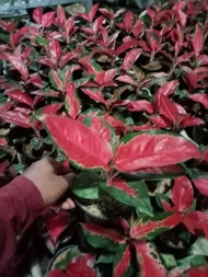 TERLARIS!!!Aglonema Suksom Lilin (Stang/ batang panjang)