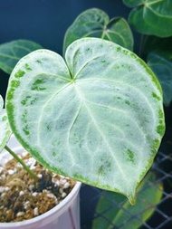 圓美滿銀 銅鑼燒花燭