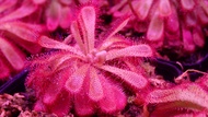 [Bunface Potato Carnivorous Plants] Drosera Aliciae- Sundews