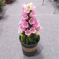 ☘️Campanula Seed Dwarf Campanula🌺🍀