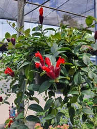 ต้นลิปสติก สีแดง Lipstick Vine (Aeschynanthus radicans jack.)ในกระถาง9นิ้ว ลิปสติก เป็นไม้ดอกอายุหลา