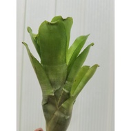 bromeliad aechmea Nudicaulis
