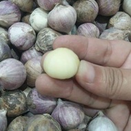 🔥HOT SALE🔥Bawang Putih Tunggal/Solo/Jantan