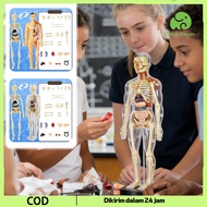 Human Body Anatomy Medical Simulation Teaching Aids Anatomy Toys Can Be Cured Human Body Anatomy Toy