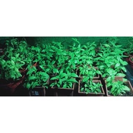 (zahrah nurseri) pokok daun selasih