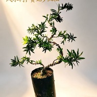 FENGSHUI BONSAI GuiFei PODOCARPUS Bonsai Plant造型贵妃罗汉松