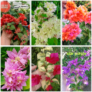 Bougainvillea cuttings with freebies(different varieties)