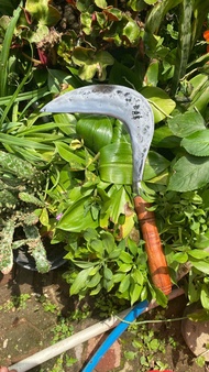 TOP DI JAWA BARAT -ARIT RUMPUT BAJA ASLI SIAP PAKAI