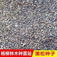 Bonsai Seed Seed Modeling Tree Black Pine Tree Black Pine Seed Bonsai Tree Pine Tree VV6G