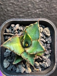 黑火焰嚴龍龍舌蘭 多肉 塊根植物 caudex橄欖 乳香 象牙宮 象漆