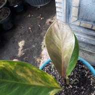 Anthurium jemani mk norton (Trah pink)