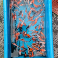 bibit ikan koi blitar 5 6 cm pilihan