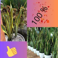 10Pohon Tanaman Lidah Mertua Hidup, Tanaman Lidah Mertua Jumbo, Tanaman Lidah Mertua Jumbo Super