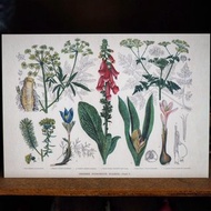 1900年英國植物/蕈菇類圖鑑系列 復刻版明信片 D款