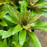 Bromeliad Nedularium Leprosa