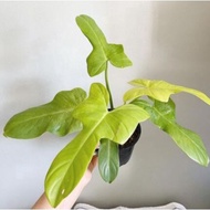TANAMAN HIAS PHILODENDRON VIOLIN