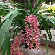 Anggrek cymbidium ( pink rose )
