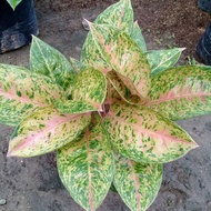 Tanaman aglaonema big roy bigroy - pohon aglonema big roy bigroy