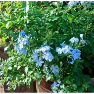 pokok bunga plumbago pokok renek rajin berbunga