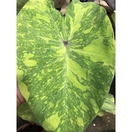 HN Colocasia Lemon Lime Gecko🔥Variegated Plant🔥Pokok Bunga Hidup