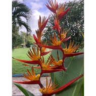 Heliconia guyana/Guandalupe psittacorum Buy 1 free 1