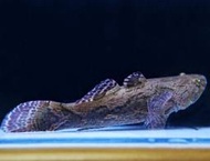【成崧水族】筍殼 筍殼魚