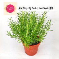 Rosemary Seeds | Biji Benih Rosemary | 迷迭香种子 - 10/30 herbs seeds Acar Shop