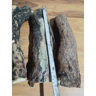 kayu stigi laut mati ngurak bonggol langka