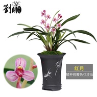 Liu Ge Orchid Orchid Four Seasons Orchid Mingpin Color Flower Red Moon Dwarf Now with Fragrant Bud Green Plant Flower Po