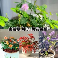 Four Seasons Mimosa Mimosa Dancing Grass Flower Student Dormitory Courtyard Balcony Mimosa Seeds⭐⭐