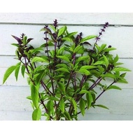 Thai Basil Seeds *Organically Grown*Freshly Harvested*