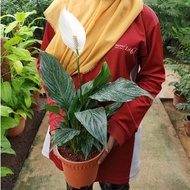 [Paling Horticulture Sdn Bhd] Peace Lily - Spathiphyllum Wallisii 白掌 | Bunga Hiasan Dalam Rumah | Pokok Hiasan