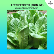 Lettuce Seeds (Romaine) - 500 seeds