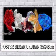 POSTER IKAN CUPANG / FOTO IKAN CUPANG KOI / CUPANG FANCY / CUPANG HALFMOON / CUPANG PLAKAT / CUPANG